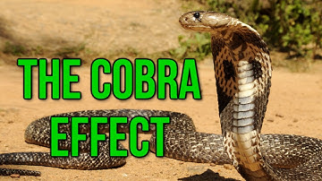 The Cobra Effect (Black Ops 2 Gameplay Commentary)