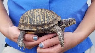 Pregnant Zookeeper Keeps Track Of Baby's Size Using Odd, But Cute Animals screenshot 2