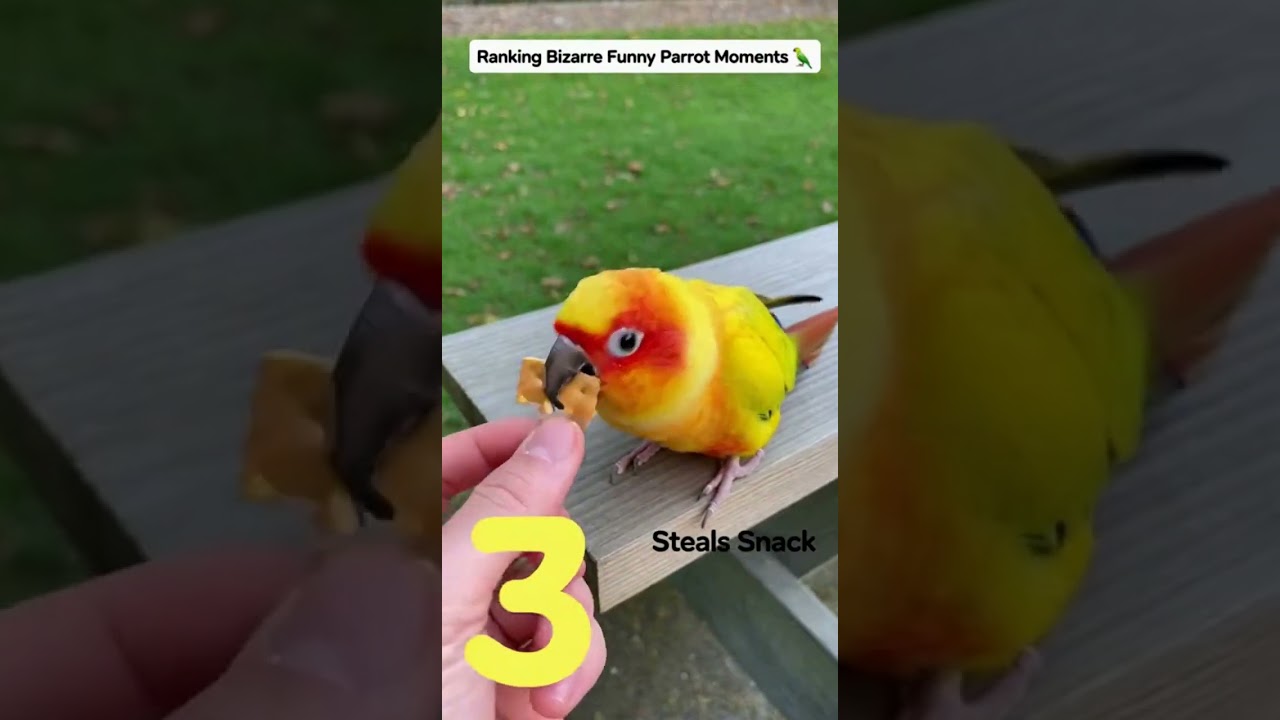 TOP 5 Bizarre Funny Parrot Moments 🦜😂 