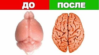 Вот зачем Японцы - пьют Витамины ДЛЯ МОЗГА регулярно!