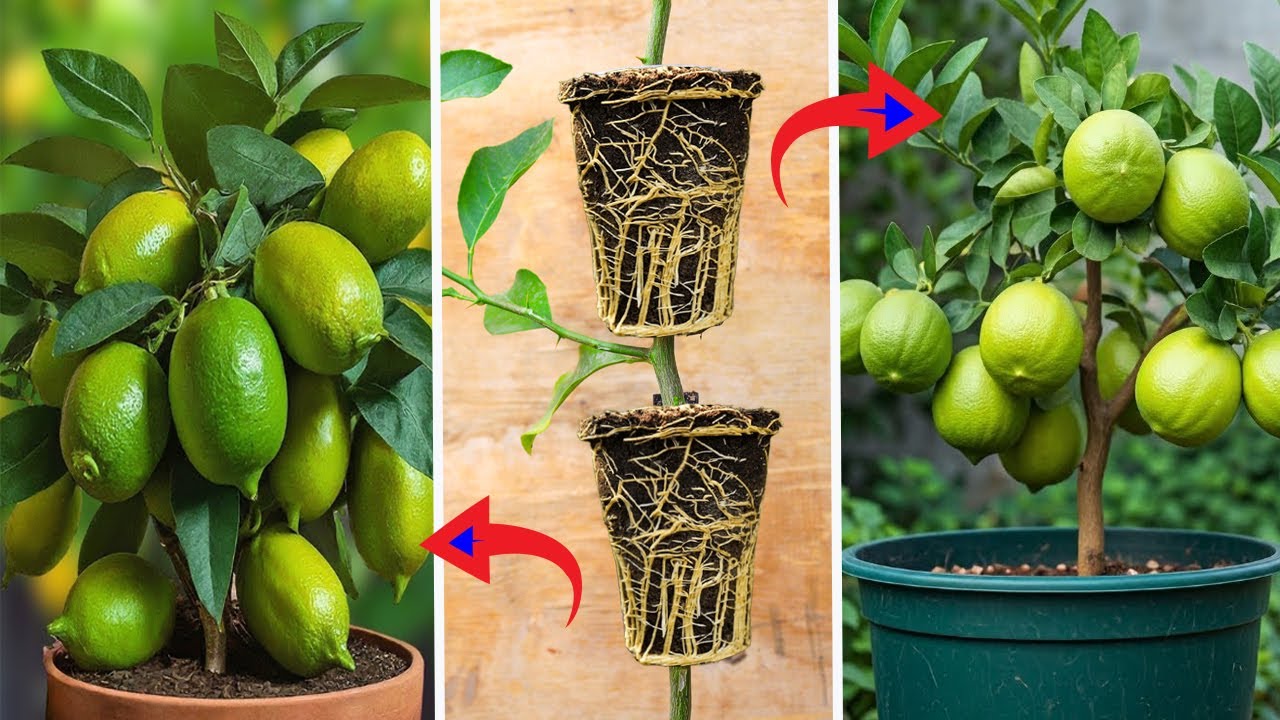 طريقة مذهلة لتحويل غصن واحد لشجرتين مثمرين 👈 كورس للمبتدئين حتى الاحتراف لزراعة الاشجار المثمرة