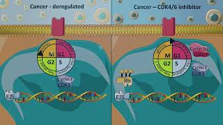 Cell cycle inhibitors - CDK4/6 inhibitors