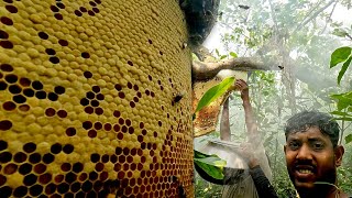 Sundarbans honey collection time has come!!!