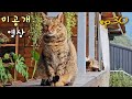 【미공개영상】고양이들의 미공개 영상 모음 30화