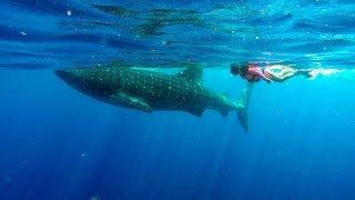 [HD] Rebecca Swims with Whale Sharks - GoPro Hero 3+