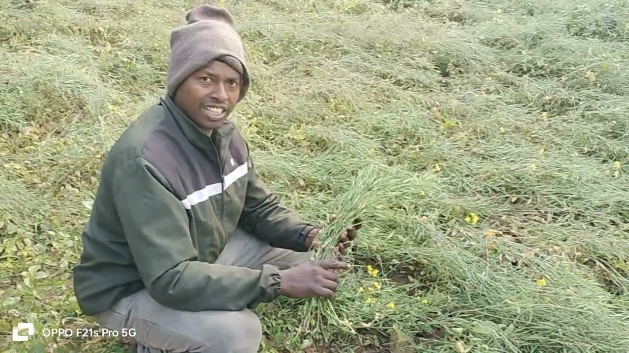 How do SANTHAL Farmer enjoy farming 