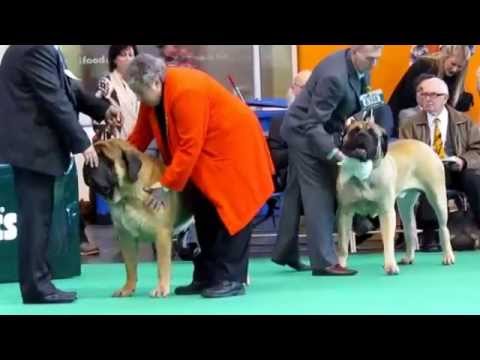 CRUFT DOG SHOW 06.03.2015 BIRMINGHAM \
