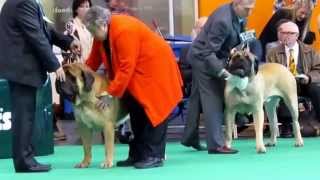 CRUFT DOG SHOW 06.03.2015 BIRMINGHAM \