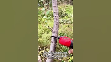 The Power of Electric Pruning: Clean Cuts, Easy Work