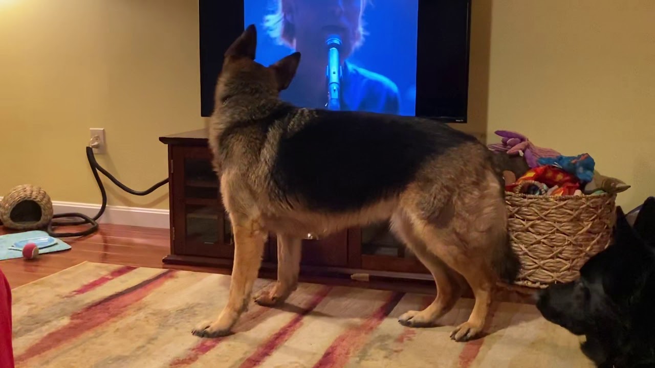 When Your Favorite Song Comes On Howling German Shepherds Youtube