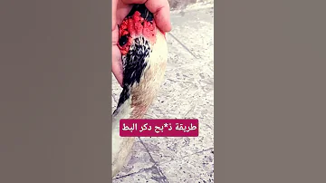 طريقة ذ بح ذكر البط لوحدك وبدون مساعده Explore اكسبلور Shortvideo Duck Shorts صلوا على النبي 