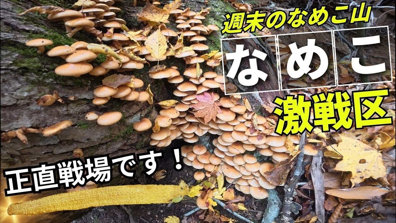 週末になると他県からも！激戦区のなめこ山でナメコとシモフリシメジを狙う！