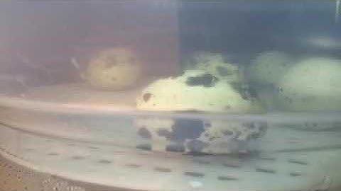 Quail hatching time lapse