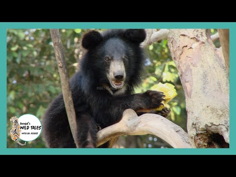 কালো ভাল্লুক || Black Bear