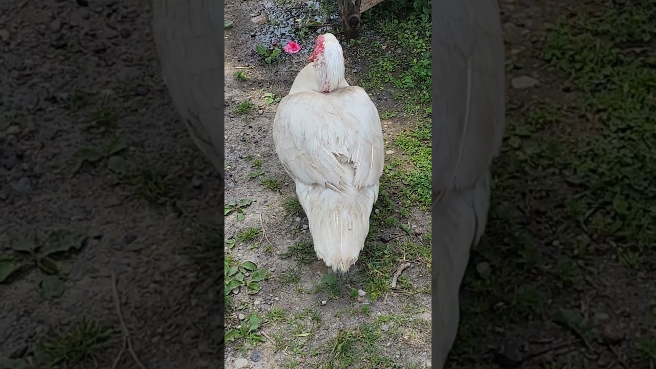 How many steps did this duck take? #shorts