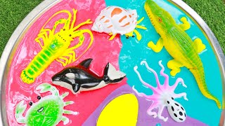 Aquatic animals Name with colour full - สัตว์น้ำในบ่อสี