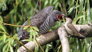 Cuckoo - Àlejò Ọ̀ràn - Yorùbá Documentary screenshot 5