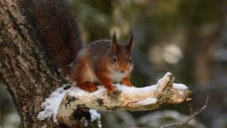 Red Squirrels in Winter with Relaxing Music - HDR