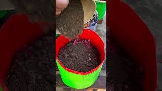 The "LASAGNA" Soil Hack for HUGE Tomatoes! (Zero Waste) 🌱
