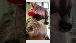 DARIUS INSANO FAZ 1v2 IMPOSSÍVEL 😱🔥 | OUTPLAY TOTAL