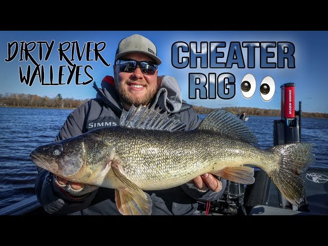 Cheater rig for dirty river walleyes 
