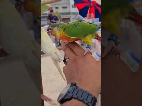 مولينا أليفة جدا طيور سوق القريعة