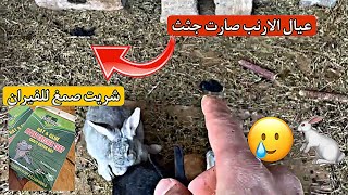 تنضيف حضائر صيصان الوهمان🐣/ ولد الارنب صار يمون ويطلع 😂🐇#دواجن