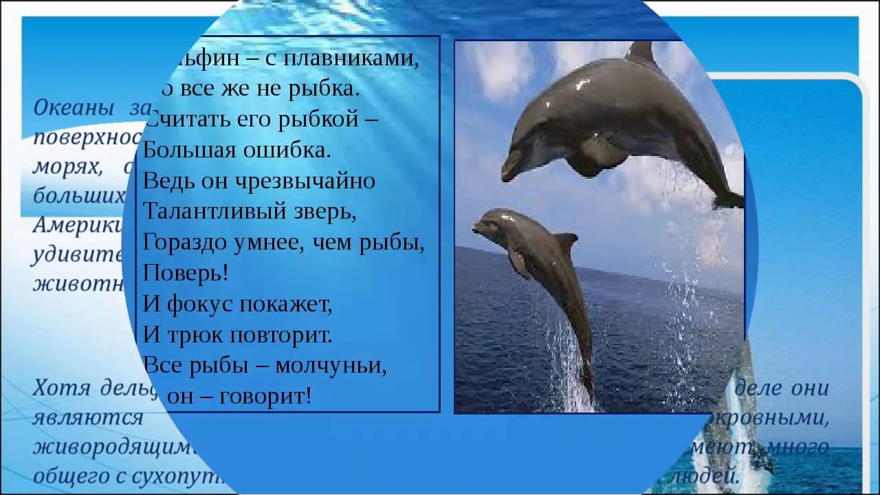 Дельфины слова текст. Дети дельфинов. Необычная загадка о дельфине. Информация о дельфинах. Рассказ о дельфине.