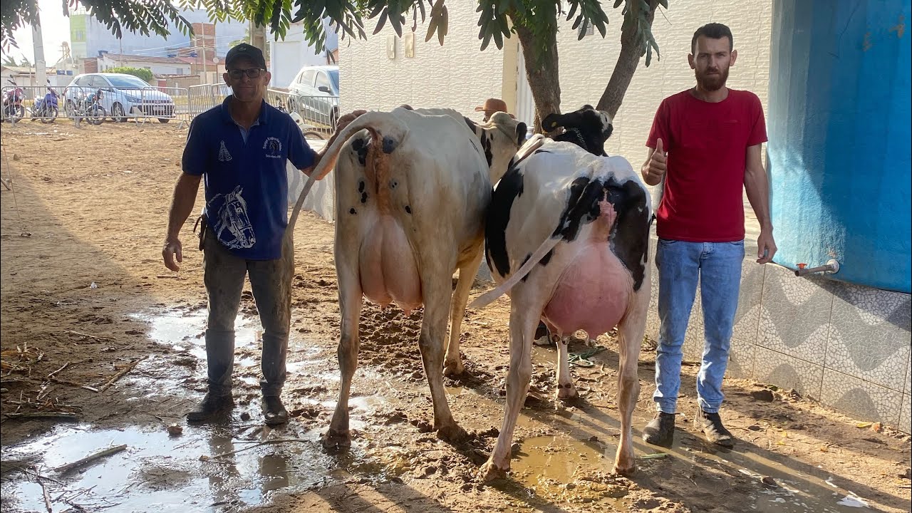 HUGO E LÁZARO TÃO NA DISPUTA PRA VEM QUEM LEVA O PRIMEIRO LUGAR NA CATEGORIA NOVILHA NA EXPOSIÇÃO 