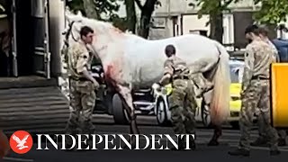 Escapee cavalry horse appears to have injured leg as army locate missing animal