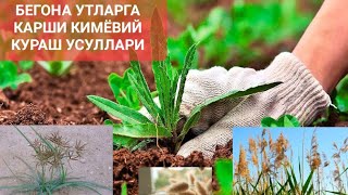 Бегона ўтларга қарши кураш чоралари. Ажриқ, Ғумай Саламалайкум Қамиш