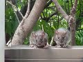 Miaj najbaroj Musoj / My neighbors Mice