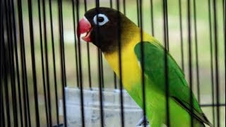 Suara masteran lovebird balibu yang belajar ngekek