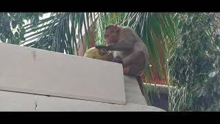 Monkey Peeling Coconut And Drinking Fresh Water