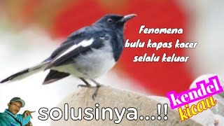 Selalubulu Kapas Kacer Keluarbulu Halus Keluar