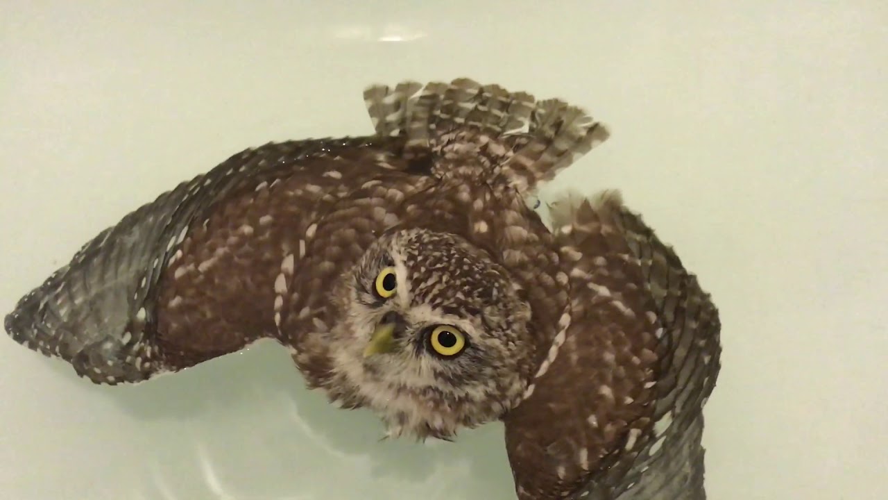 Сыч поплавок