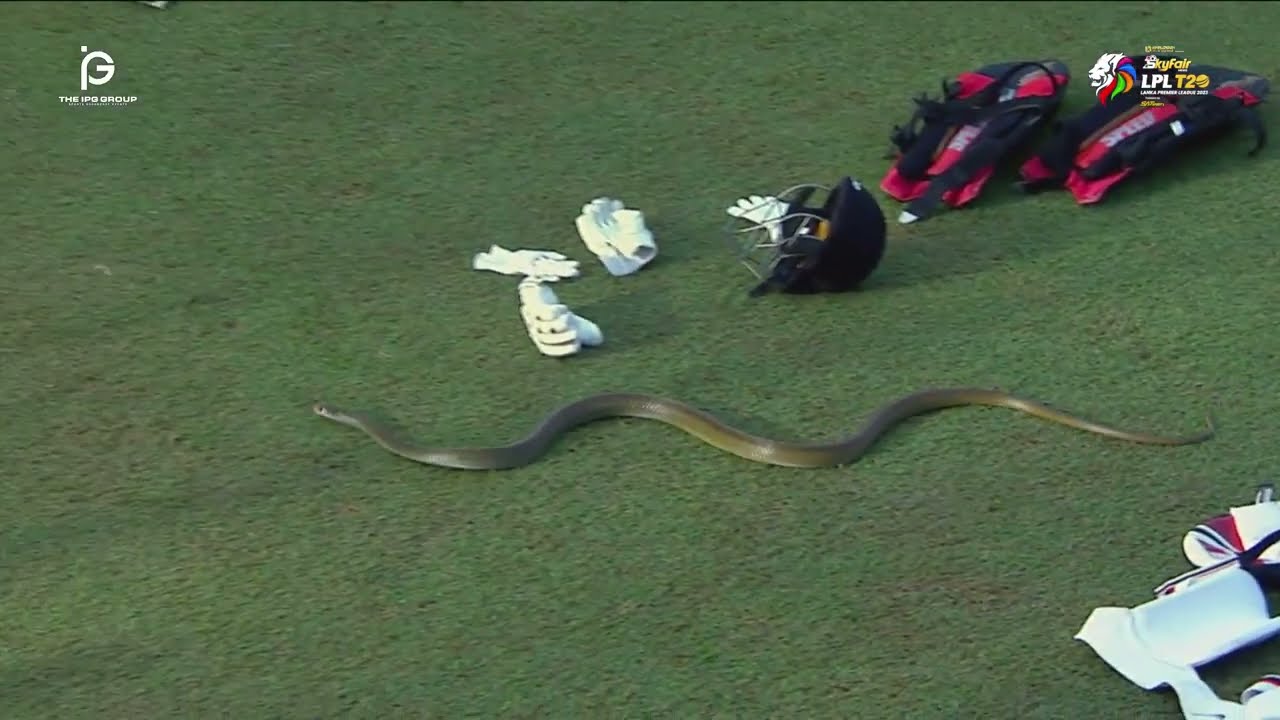 Snake Entered In Cricket Stadium On Going Match 🤣