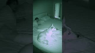My dog sensed a paranormal activity 😱