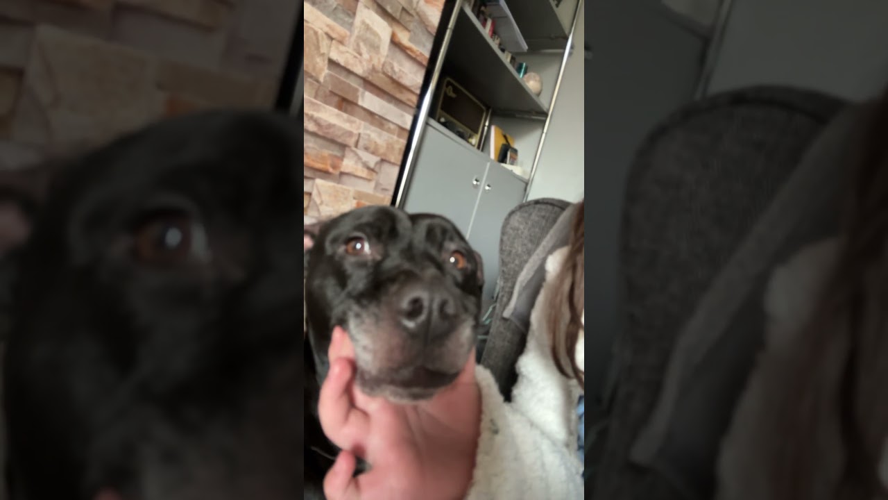 i didn’t hurt the dog don’t worry 