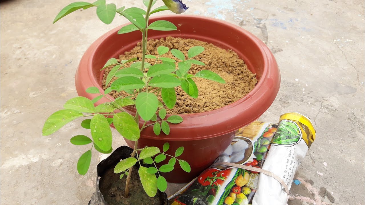 how to repot plants from nursery||best and easy way to repot nursery