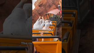Roller coaster thrills in a desert city🎢😁#shortsviral #viralvideo #shortsfeed #viralvideo #viral