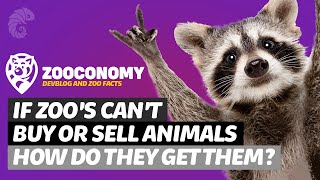 How zoos get their animals: A Zooconomy Devlog
