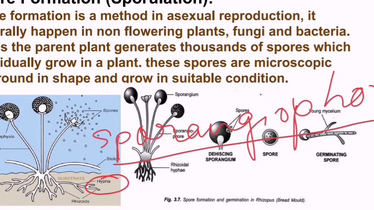 spore formation