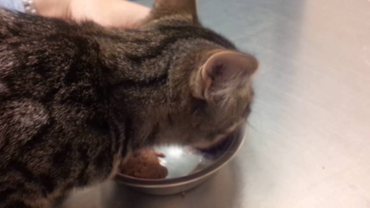 Chatty cat won't stop talking even when she's eating YouTube