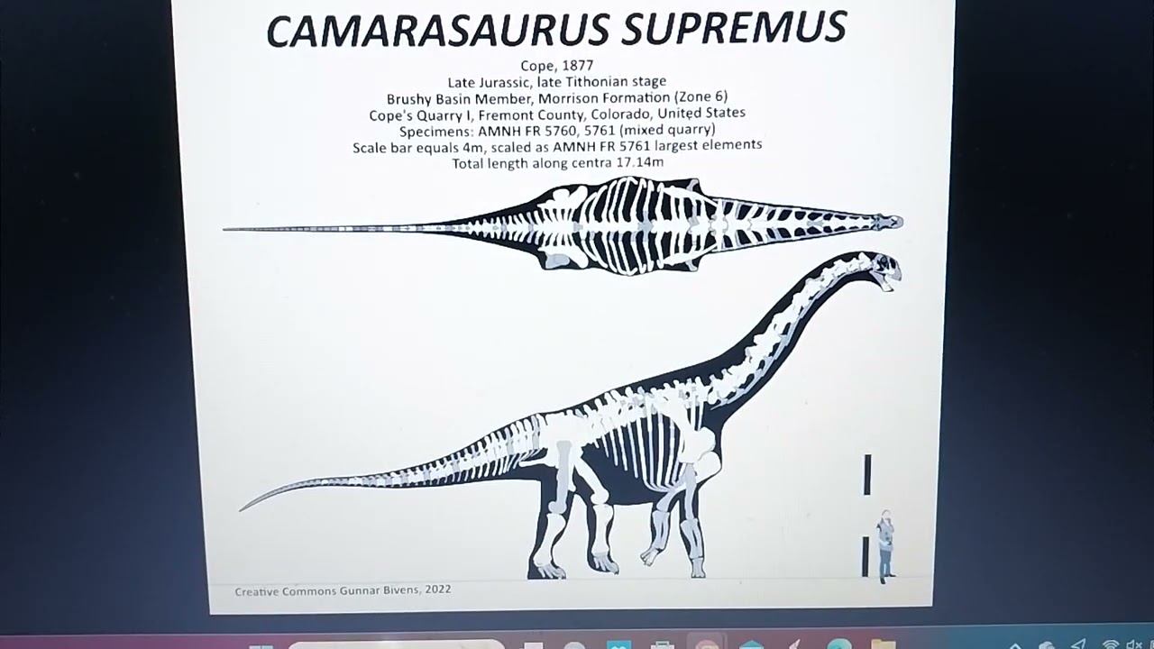 Jurassic profile Camarasaurus supremus