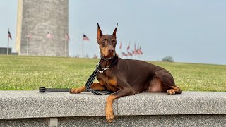 Beau Works Out On The National Mall!  Washington, D.C., USA