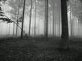 Nocturnal Depression - Host (Autumn)