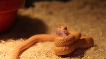Oscar the Gopher snake eating
