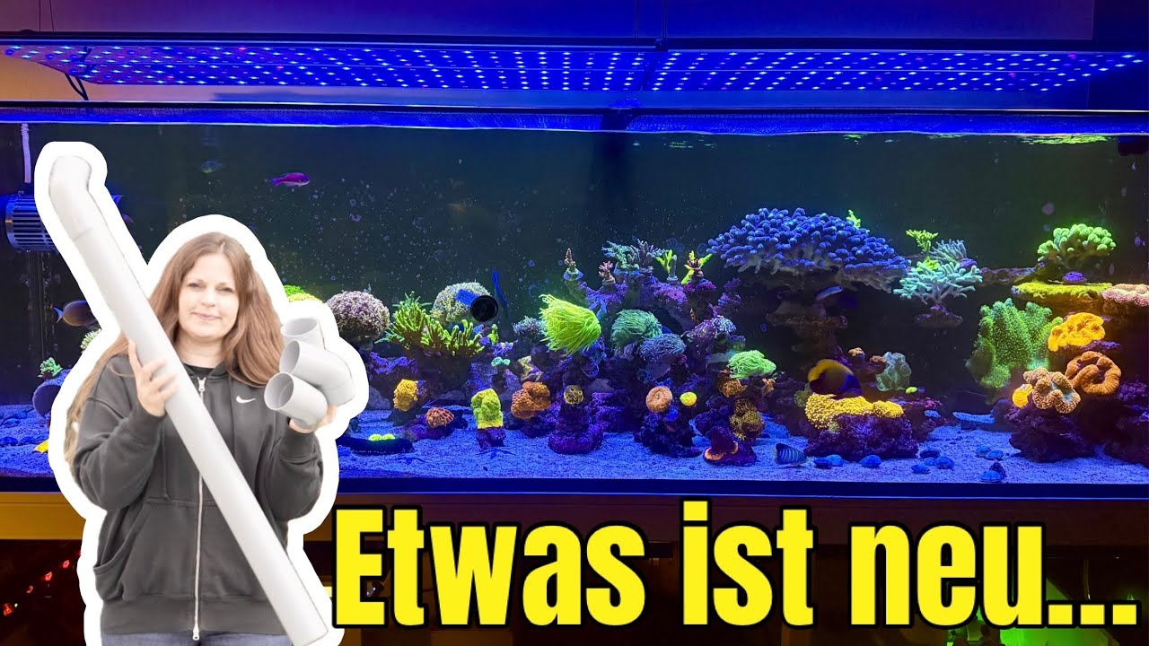 Großes Meerwasser Aquarium Update🪸  und ein spezieller, neuer Bewohner 😱🤯