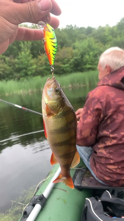 Воблер карась Джексон #fishing #рыбалка #coolfishing - YouTube